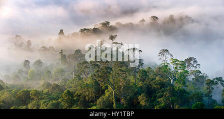 Mist hanging over lowland rainforest just after sunrise. Danum Valley Conservation Area, Sabah, Borneo. Stock Photo