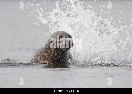 Common seal (Phoca vitulina) in surf, Shetland Isles, Scotland, UK, July. Stock Photo