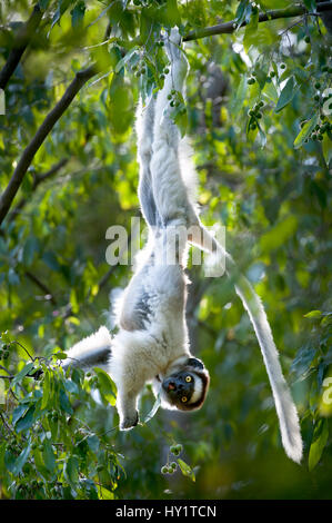 Verreaux's sifaka lemur (Propithecus verreauxi) hanging from  branch while feeding in canopy. Berenty Private Reserve, southern Madagascar. Endangered species. Stock Photo