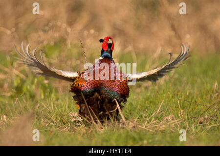Pheasant (Phasianus colchicus) male displaying Wales, UK March Stock Photo