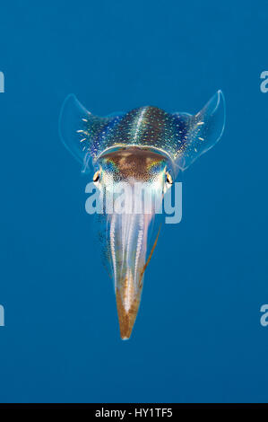 Caribbean reef squid (Sepioteuthis sepioidea), North Wall, Grand Cayman, Cayman Islands, West Indies, Caribbean Sea Stock Photo