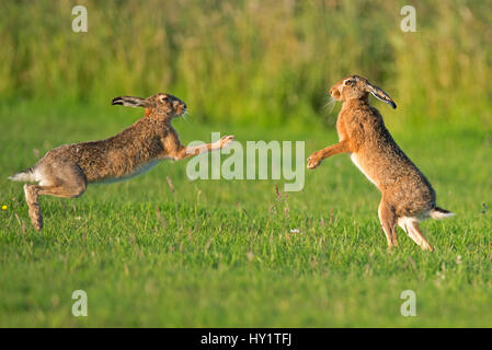 European hares (Lepus europaeus) boxing, UK Stock Photo