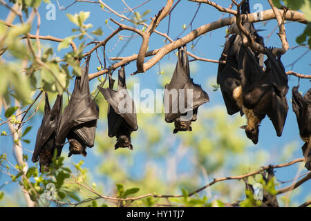 Spectacled flying fox (Pteropus conspicillatus) colony roosting during daytime, North Queensland, Australia, November 2012 Stock Photo