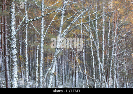 Mixed native woodland comprised of Silver birch (Betula pendula) and Scots pine (Pinus sylvestris) trees in autumn, Cairngorms National Park, Scotland, UK, October. Stock Photo