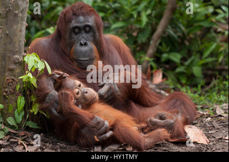 Bornean Orangutan (Pongo pygmaeus wurmbii)mother and baby, Tanjung Puting National Park, Borneo, Central Kalimantan, Indonesia Stock Photo