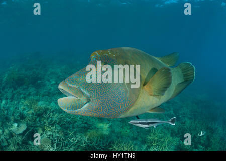 Adult male Napoleon Wrasse (Cheilinus undulatus) portrait, Great Barrier Reef, Queensland, Australia Stock Photo