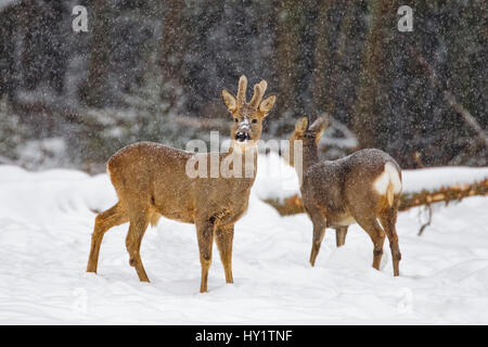 Roe deer (Capreolus capreolus) buck and doe in falling snow, Southern Norway, February. Stock Photo