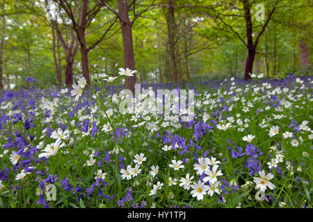 Greater Stitchwort (Stellaria holostea) and Bluebells (Hyacinthoides non-scripta) in flower in woodland, May Stock Photo