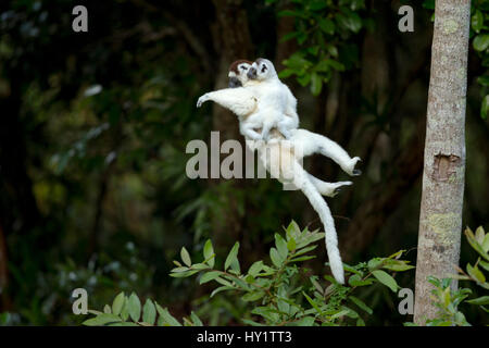 Verreaux Sifaka (Propithecus verreauxi) mother carrying baby, whilst leaping from tree to tree, Madagascar Stock Photo