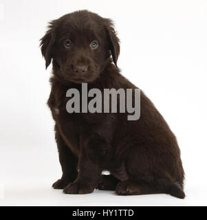 flat coated retriever, liver Stock Photo - Alamy