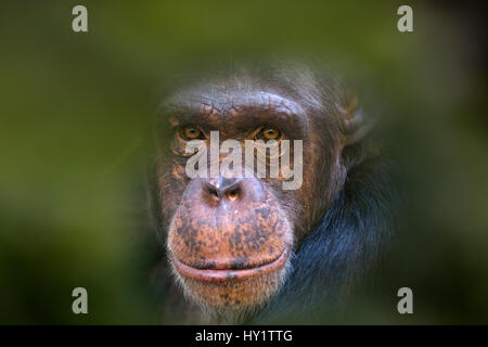 Chimpanzee (Pan troglodytes) portrait, captive, leaves digitally added. Stock Photo