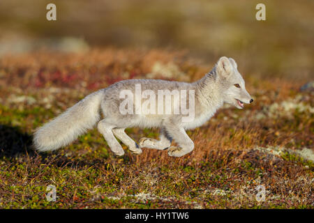 Arctic Fox (Alopex / Vulpes lagopus) running with all four feet off the ground, during moult from grey summer fur to winter white. Dovrefjell National Park, Norway, September. Stock Photo