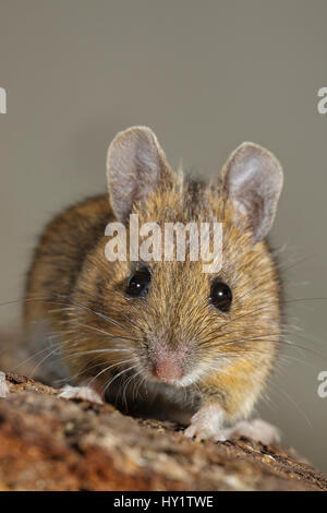 House mouse (Mus musculus) close-up portrait. Southern Norway. January.