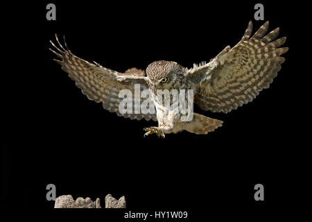 Little Owl (Athene noctua) landing on post, UK, May. Stock Photo