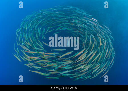 School of Blackfin barracuda (Sphyraena qenie) forming  circle in open water off the wall at Shark Reef, Ras Mohammed Marine Park, Sinai, Egypt. Red Sea. Stock Photo
