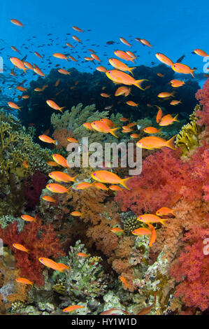 School of Scalefin anthias (Pseudanthias squamipinnis) on reef in the current as they feed on plankton, with soft corals (Dendronephthya spp.) and fire coral (Millepora dichotoma) Jackson Reef, Strait of Tiran, Gulf of Aqaba, Red Sea, Egypt. Stock Photo