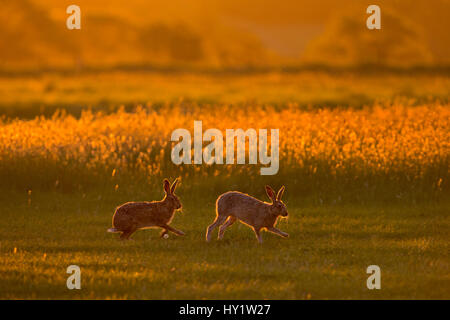 Hare (Lepus europaeus) courtship chase in early morning, UK. Stock Photo