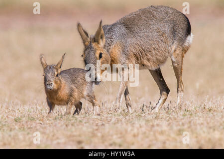 Patagonian mara / cavy (Dolichotis patagonum) with young, Valdes Peninsula, Chubut, Patagonia, Argentina. Stock Photo