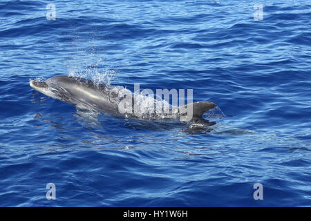 Bottle-nosed dolphin (Tursiops truncatus) at surface blowing bubbles. La Palma, Canary Islands.