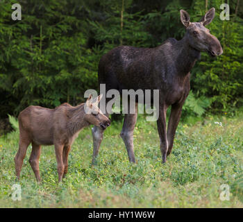 Female Moose (Alces alces) and calf at the edge of coniferous forest, feeding in pea field/crop, late evening. Southern Norway. August. Composite Image. Stock Photo