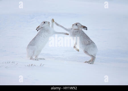 Mountain hares (Lepus timidus) boxing in snow, Scotland, UK, December. Stock Photo