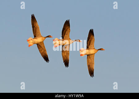 Greylag goose (Anser anser) group of three flying, Slimbridge Wildfowl and Wetland Trust, Gloucestershire, UK, December Stock Photo