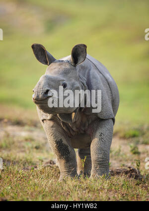 Indian rhinoceros (Rhinoceros unicornis) calf, Kaziranga National Park, Assam, India. Vulnerable species. Stock Photo