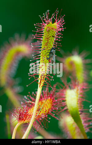 Great sundew (Drosera anglica) with fly, Norfolk, England, UK, June.