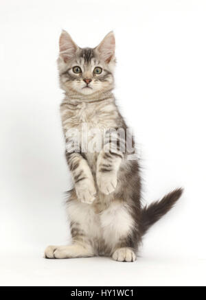 Silver tabby kitten, Loki, 11 weeks, standing on hind legs like a meerkat with front paws hanging. Stock Photo