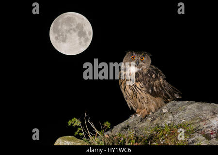 Eurasian Eagle owl (Bubo bubo) adult perched on rocky outcrop with the Super Full Moon, September 28th 2015, Southern Norway. August.  Multiple exposure. Stock Photo