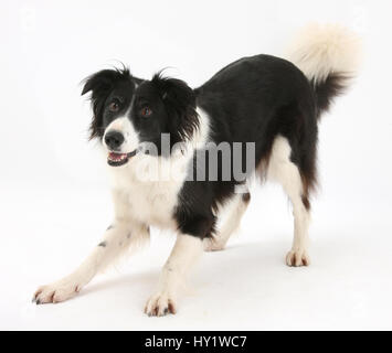 Border collie in play bow. Stock Photo