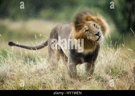 Lion (Panthera leo) male in rain, shaking head. Masai-Mara Game Reserve, Kenya.