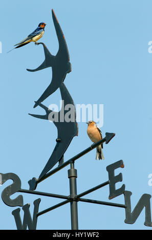 Swallow (Hirundo rustica) adult and Chaffinch (Fringilla coelebs) perched on Weather Vane  England, UK, May. Stock Photo