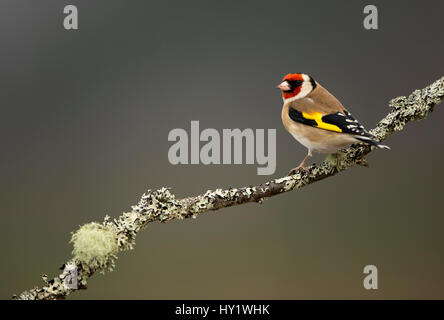 Goldfinch (Carduelis carduelis) perched on branch. Worcestershire, UK. February . Stock Photo