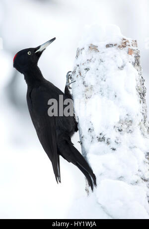 Black Woodpecker (Dryocopus martius) in snow perched on tree stump. Finland. February . Stock Photo