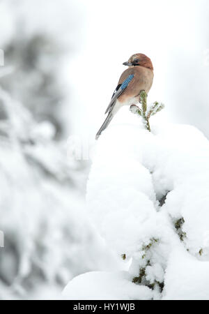 Common Jay (Garrulus glandarius) perched on branch in snow. Finland. February . Stock Photo