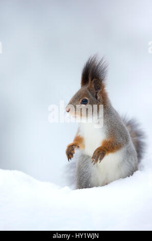 Red Squirrel (Sciurus vulgaris) in snow. Finland. February . Stock Photo