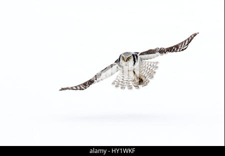 Hawk owl (Surnia ulula) in flight, Finland. March. Stock Photo