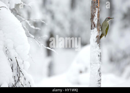 Grey headed woodpecker (Picus canus) insnow, Finland. February. Stock Photo