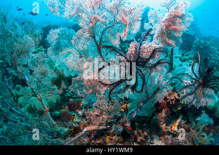 Gorgonians and crinoids on coral reef.  Indonesia. Stock Photo