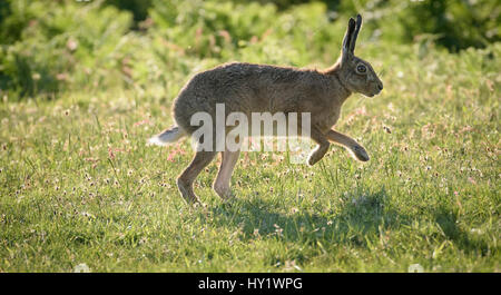 Brown hare (Lepus europaeus) at dawn, Islay, Scotland. Stock Photo