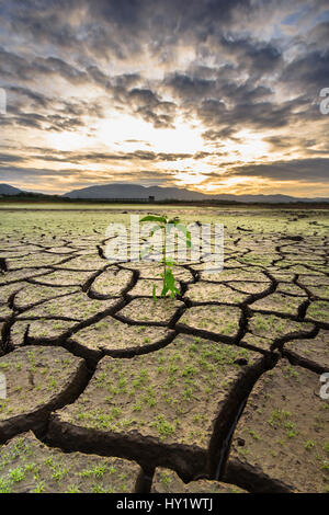 Young plant growing up on crack earth with sunset Stock Photo