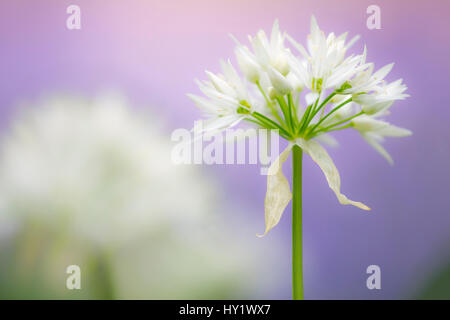 Wild garlic (Allium ursinum) flower close-up, Lanhydrock woodland, Cornwall, UK. May. Stock Photo