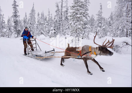 Reindeer sledding  with Sami reindeer herdsman  in -25 degrees. Jukkasjarvi, Lapland, Laponia, Norrbotten county, Sweden. January 2016. Stock Photo