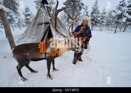 Sami man with Reindeer for sledding  in - 25 C, Jukkasjarvi, Lapland, Laponia, Sweden. January 2016. Model released. Stock Photo