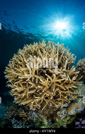 Coral head (Acropora sp.) and sunburst. Rock Islands, Palau, Mirconesia. Tropical west Pacific Ocean. Stock Photo