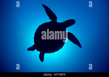 Silhouette of a Green sea turtle (Chelonia mydas) against sun in blue water above coral reef. Rock Islands, Palau, Mirconesia. Tropical west Pacific Ocean. Stock Photo