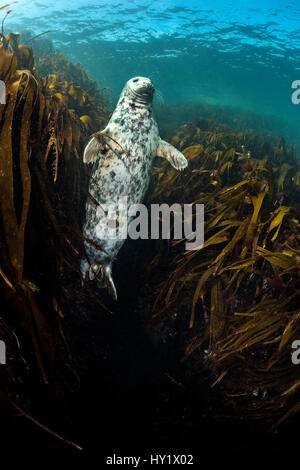 Female grey seal (Halichoerus grypus) hovering in gully of kelp (oarweed: laminaria: Laminaria hyperborea). Farne Islands, Northumberland, England, United Kingdom. British Isles. North Sea. Stock Photo