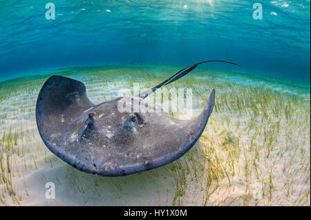 Large female stingray (Dasyatis americana) forages over seagrass in shallow water. The Sandbar, Grand Cayman, Cayman Islands. British West Indies. Caribbean Sea. Stock Photo