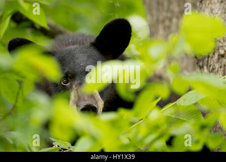 Black Bear Cub (Ursus americanus) hiding. Minnesota, USA. June. Stock Photo